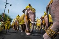 タイ・バンコクの旧市街にある王宮近くで、ワチラロンコン国王に敬意を表すための行進に参列する象（2019年5月7日撮影）。(c)Jewel SAMAD / AFP