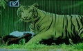 インド・ニューデリー（New Delhi）にある動物園で、男性を襲おうとするホワイトタイガー（2014年9月23日撮影）。(c)AFP/HEADLINES TODAY