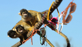 ロンドン動物園（ZSL London Zoo）で、サングラスに興味津々のボリビアリスザル（2011年4月7日撮影）。(c)AFP/BEN STANSALL