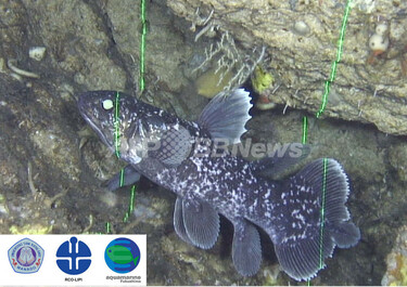 シーラカンス稚魚の撮影に成功、福島県水族館の調査隊 写真1枚 国際ニュース：AFPBB News