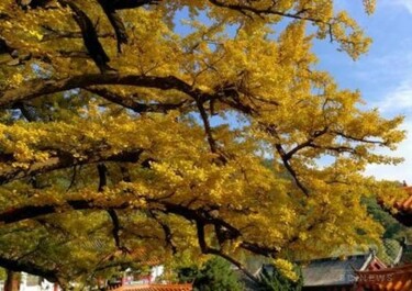 樹齢2800年のイチョウ、衰えぬ黄金の輝き 中国・湖南 写真4枚 国際 