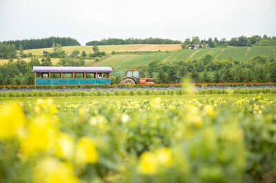 韓国で続く「日本旅行熱」…夏休みの北海道予約が激増、夏の「クールケーション」争奪戦