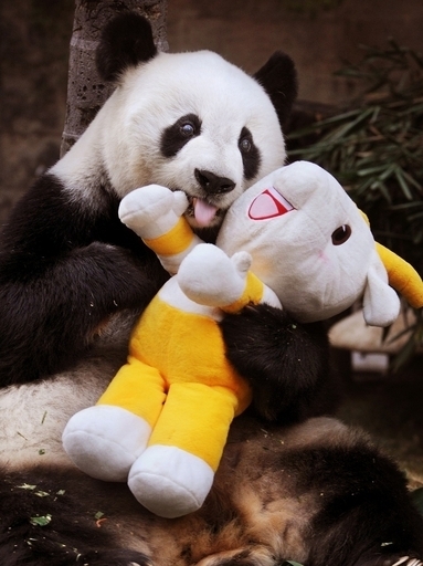 パンダは新しい二次林よりも原生林を好む、中国研究