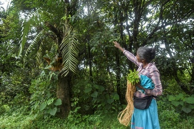 森が「グル」 女性だけの植物サンクチュアリ インド