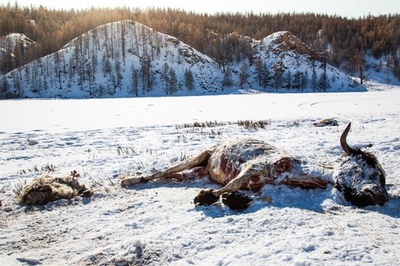 モンゴルで2年連続の気象災害、多くの家畜が死に直面 赤十字
