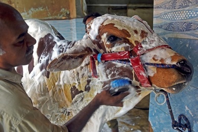 洗車場に動物が続々「来店」、イスラム教の犠牲祭控え パキスタン