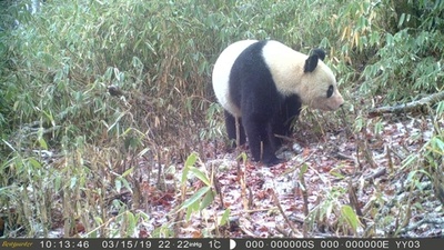 野生パンダの姿、観測カメラがキャッチ 四川・馬辺