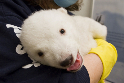 ホッキョクグマのフロッケ、生育順調　体重が3850グラムに