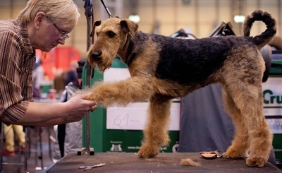 英ドッグショー「クラフツ」開幕、長旅でお疲れ？のワンちゃんも