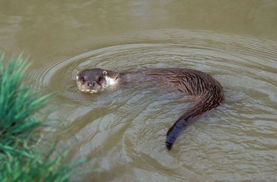 アイルランドでカワウソが絶滅の危機、政府が保護政策を発表