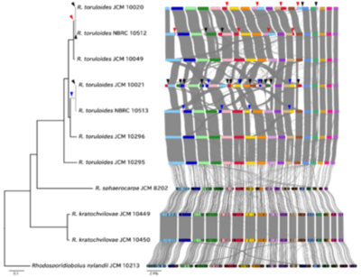 【東京農業大学（共同研究）】油糧酵母ロドトルラ属の全ゲノム解析から実験室下での染色体変異の蓄積を発見