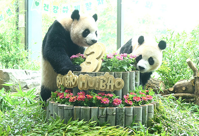 韓国で暮らす双子のパンダ「ルイバオ」と「ホイバオ」 12月に帰国へ