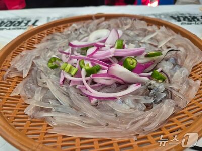 幻のイカ再来も束の間…韓国・冷水帯消失で再び姿を消す