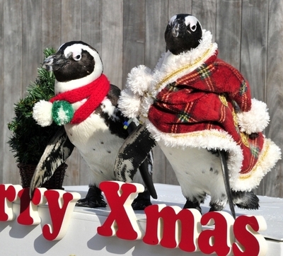 水族館でクリスマスイベント、八景島シーパラダイス