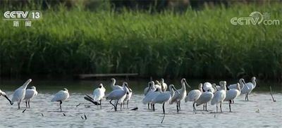 中国、国際マングローブセンター設立へ