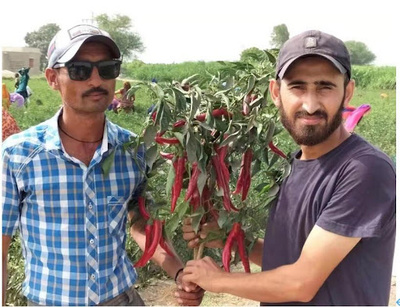 中国の唐辛子がパキスタンの農家に豊かな生活をもたらす