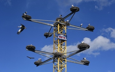 【今日の1枚】コウノトリ団地はクレーンの上