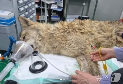 韓国・脱走オオカミを無事保護…射殺回避、広がる安堵