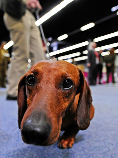 欧州最大規模、ドイツでドッグショー開催