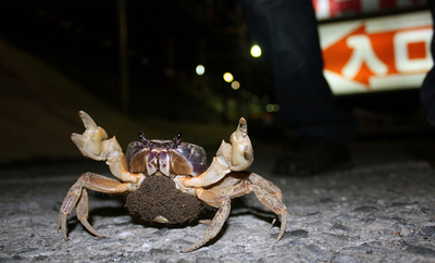 産卵期のカニを守ろう、ドライバーに呼びかけ 台湾・墾丁国家公園
