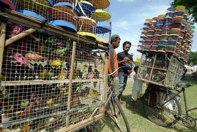 インドネシアで鳥インフルエンザ死者、同国103人目