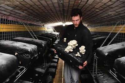 元火薬庫で有機キノコ栽培、フランス