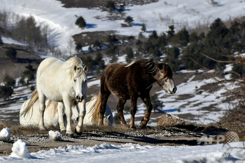 今日の1枚 静寂を破るのは 野生馬のいななきだけ 写真1枚 国際ニュース Afpbb News