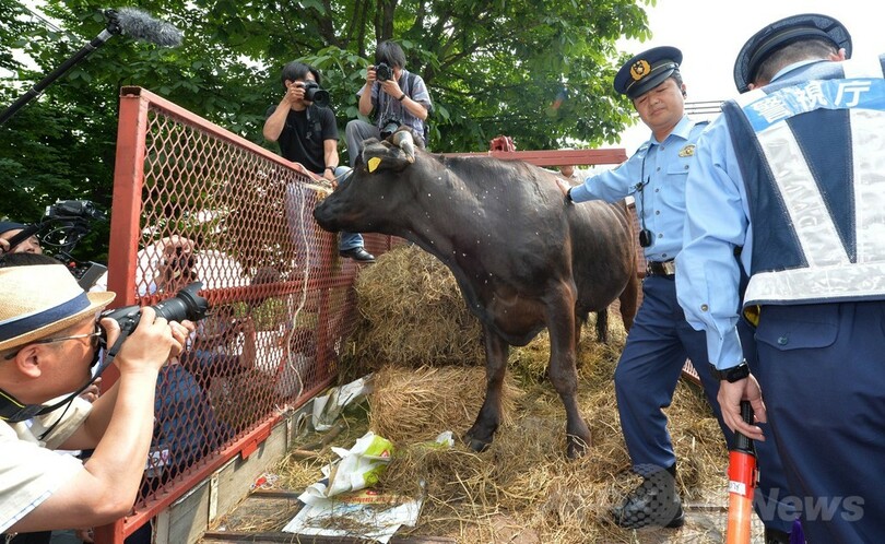 福島から被ばく牛連れ、農水省前で抗議 
