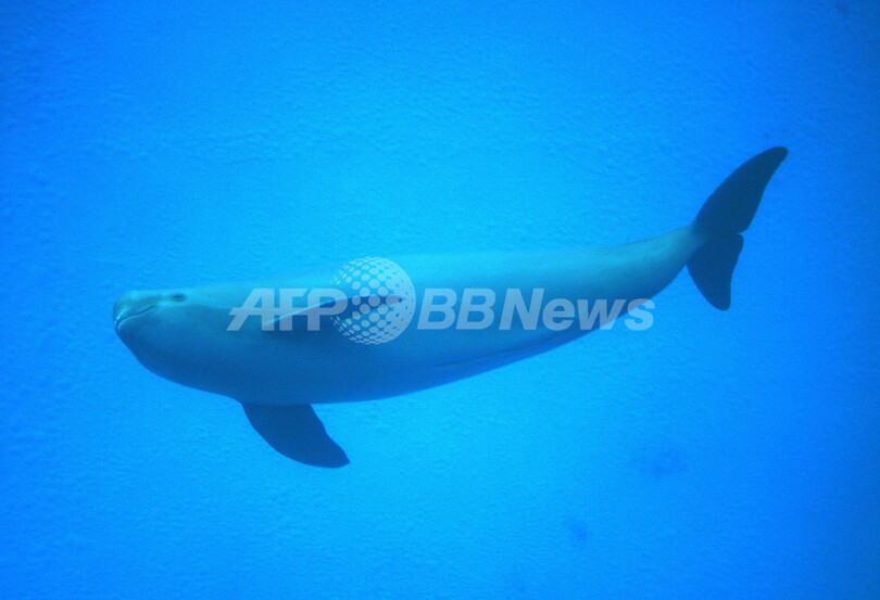 長江のスナメリ、生息数調査始まる