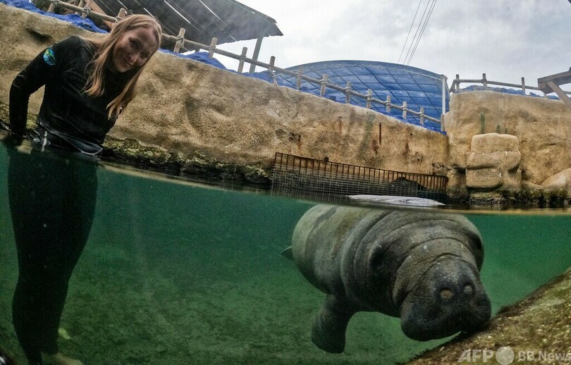 生後3日で保護…つきっきりの対応でマナティーの赤ちゃん救う