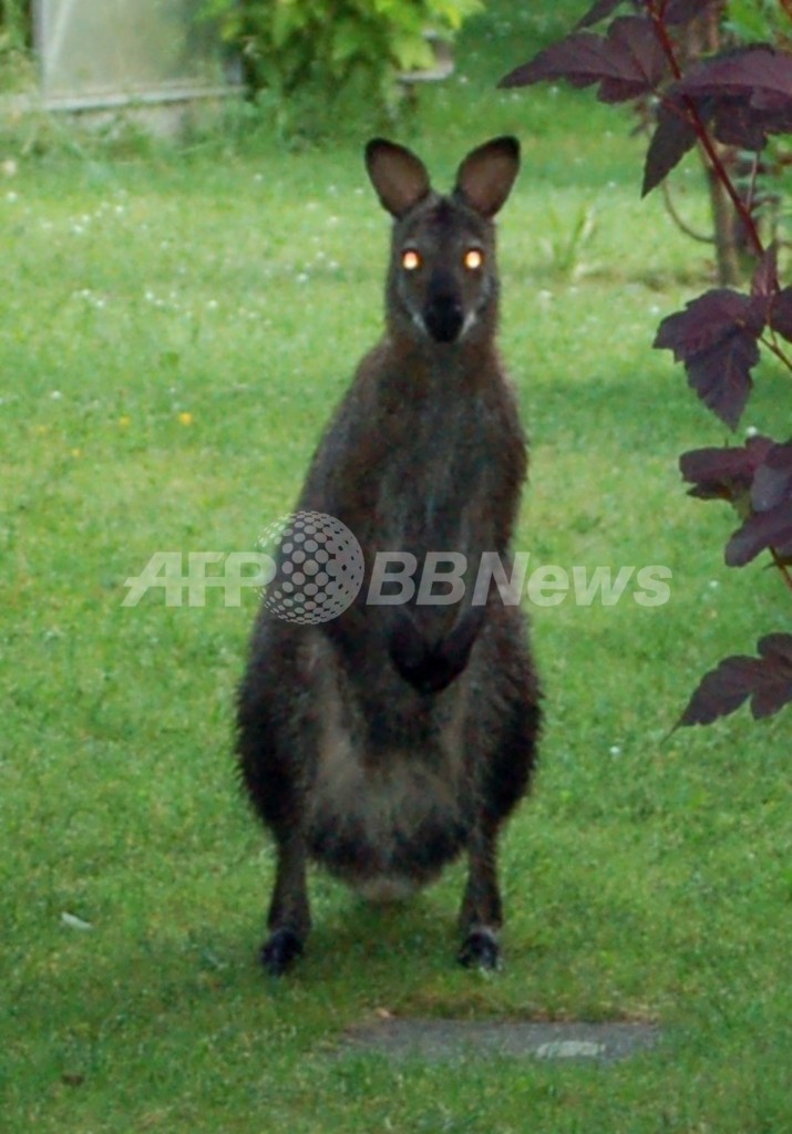 カンガルー3頭が脱走 共犯 はキツネとイノシシ ドイツ 写真1枚 国際ニュース Afpbb News