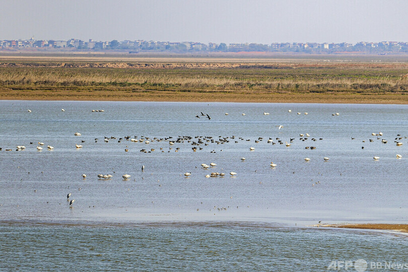 渡り鳥17万羽が越冬する中国・ハ陽湖の保護活動