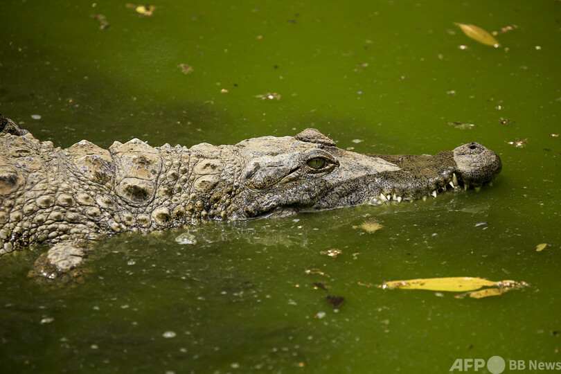 遊泳中の男性の頭をワニがガブリ 自らこじ開け無事生還 豪 写真1枚 国際ニュース Afpbb News