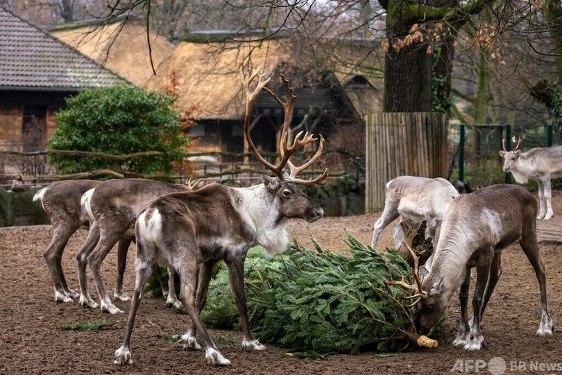 役目終えたクリスマスツリー、動物がおいしくいただきました 独