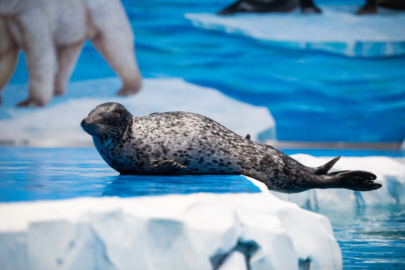 北極や南極の動物が大集合 湖南省に長沙極地館オープン 写真12枚 国際ニュース Afpbb News