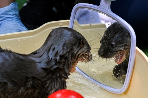 特集 かわいい動物の赤ちゃん 写真91枚 国際ニュース Afpbb News