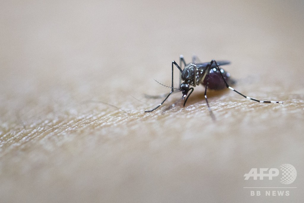 遺伝子操作でマラリア蚊対策、個体群を全滅 英研究 遺伝子操作でマラリア蚊対策、個体群を全滅 英研究