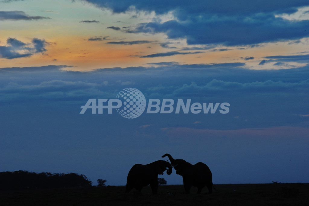 アフリカ大陸のゾウ個体数、今後10年以内に20%減少の可能性 アフリカ大陸のゾウ個体数、今後10年以内に20%減少の可能性