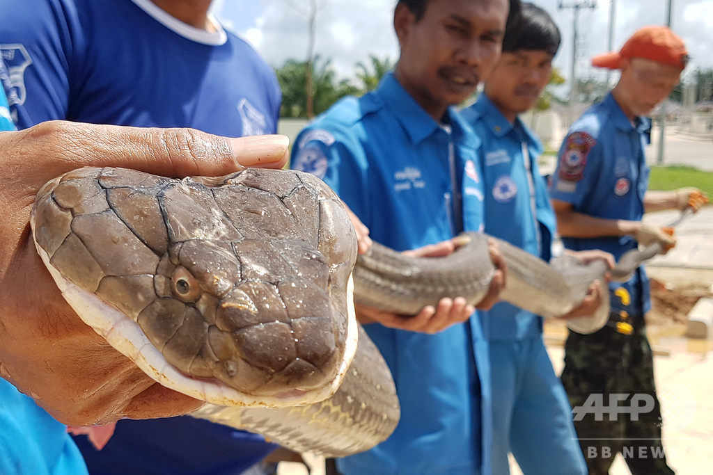 体長4mのキングコブラ、住宅地の下水管で捕獲 タイ
