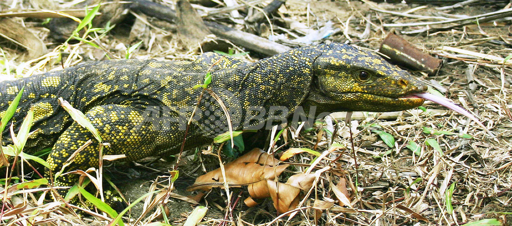 フィリピンで新種のオオトカゲを発見、体長2メートルで2つの男性器