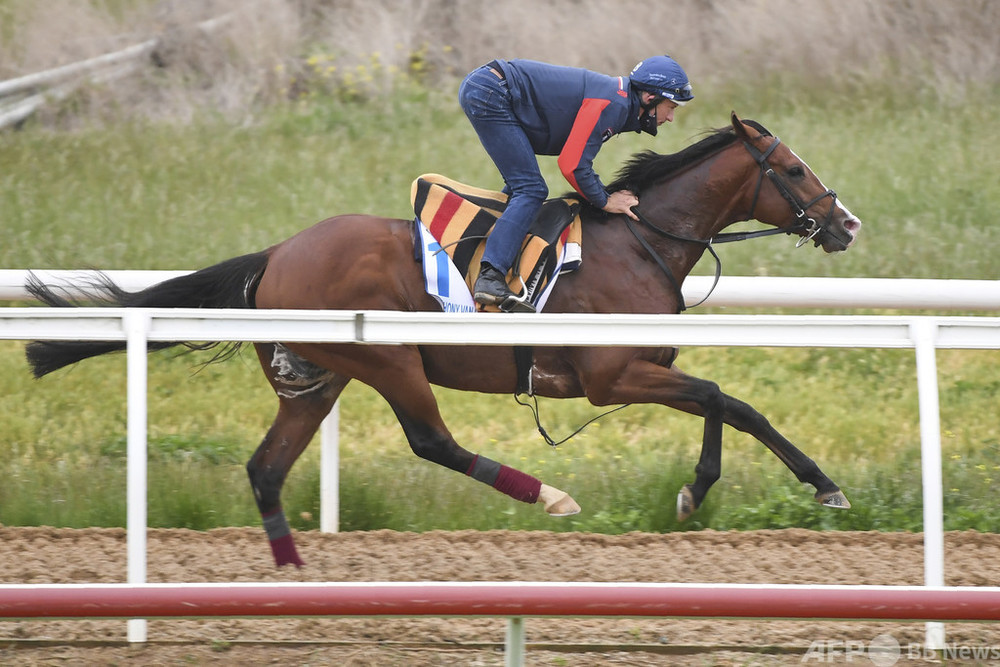 メルボルンカップで悲劇 英ダービー馬が安楽死 写真4枚 国際ニュース