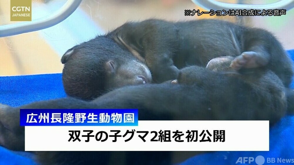 名前は「ゆで卵」 中国広州の動物園が双子の子グマ2組を初公開 写真1枚 国際ニュース:AFPBB News