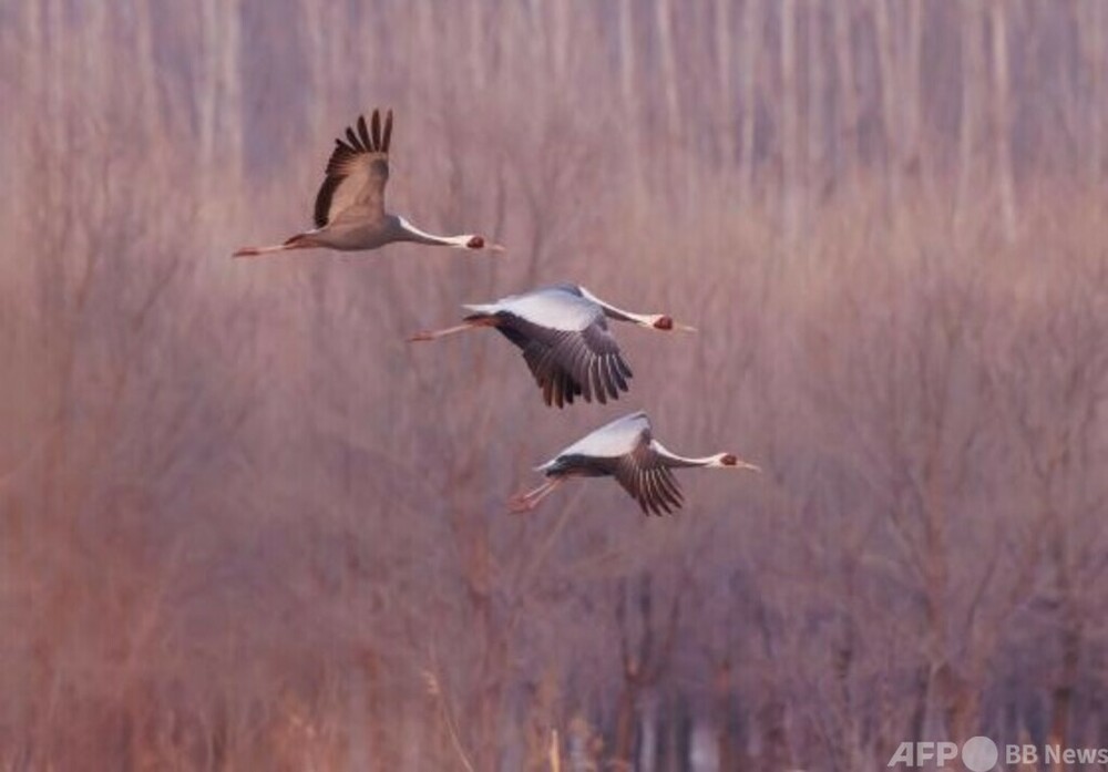北京密雲、「大空の旅人」渡り鳥を守る生態系の総合対策・中国