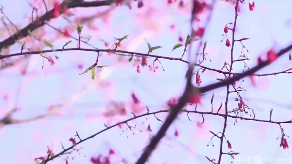 動画：山一面の桜が見頃 福建省寿寧県 写真1枚 国際ニュース：AFPBB News
