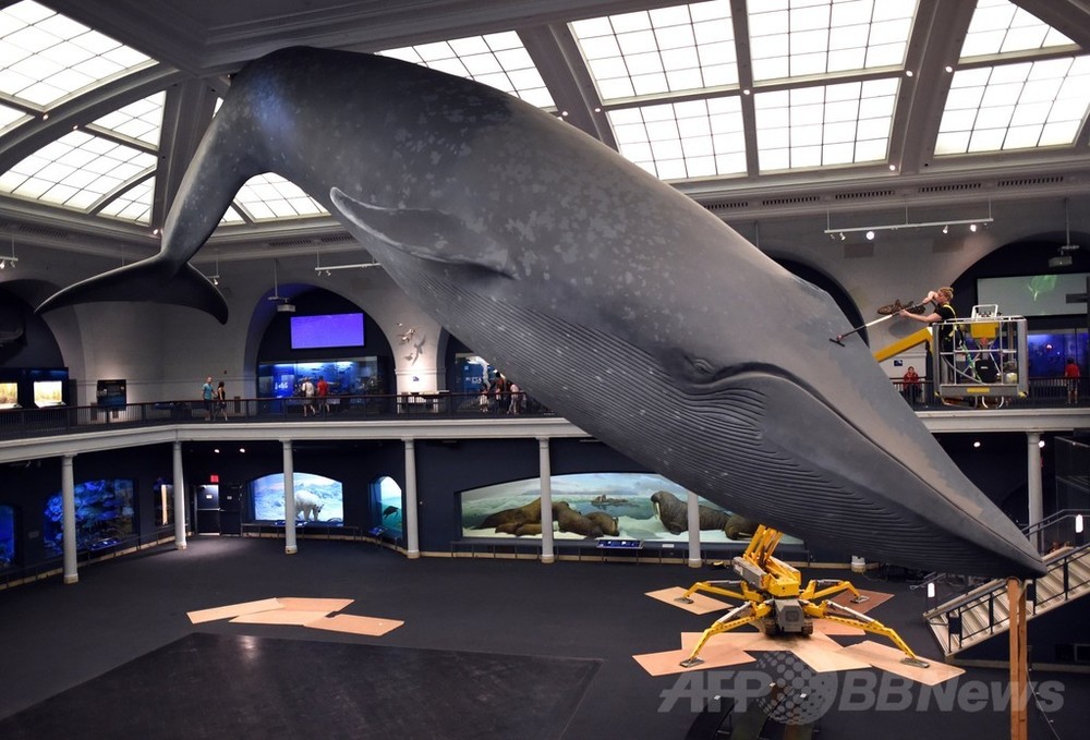 クジラの下で見る夢は？博物館で「お泊まり会」、米NY 写真1枚 国際 