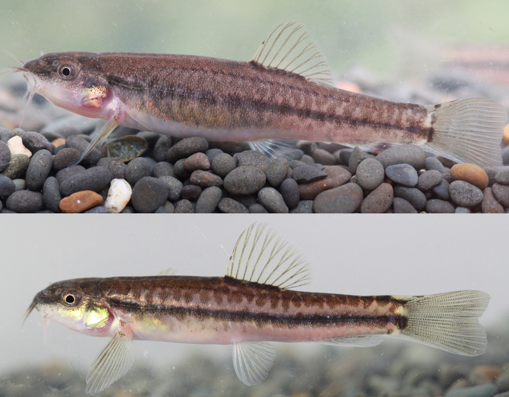 雲南省で新種の魚「川河雲南鰍」を発見 写真3枚 国際ニュース:AFPBB News