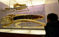 米ニューヨーク（New York）のアメリカ自然史博物館（American Museum of Natural History）では23日から、クジラの特別展「Whales: Giant of the Deep（クジラ：深海の巨大生物）」が始まる。クジラに関する最新の研究結果や、人類の文化にクジラが果たしてきた中心的役割などを紹介する。開催は来年1月5日まで。

写真は、20日に行われた内覧会の様子（2013年3月20日撮影）。(c)AFP/EMMANUEL DUNAND