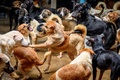 タイ・バンコクの郊外にある野良犬の保護施設で、けんかをする犬たち（2020年4月6日撮影）。(c)Mladen ANTONOV / AFP