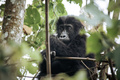 コンゴ民主共和国のカフジビエガ国立公園に生息するヒガシローランドゴリラの赤ちゃん（2019年9月30日撮影）。(c)ALEXIS HUGUET / AFP
