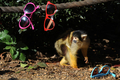 ロンドン動物園（ZSL London Zoo）で、サングラスに興味津々のボリビアリスザル（2011年4月7日撮影）。(c)AFP/BEN STANSALL